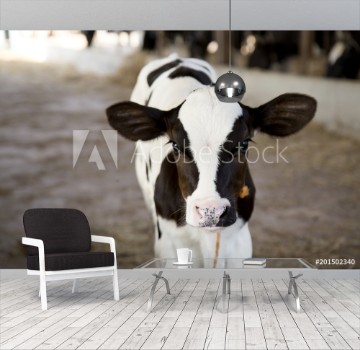 Picture of Young black and white calf at dairy farm Newborn baby cow